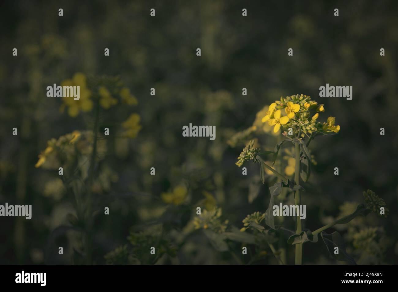 Colza Blumen, Gelbe Rapsblüten Stockfoto