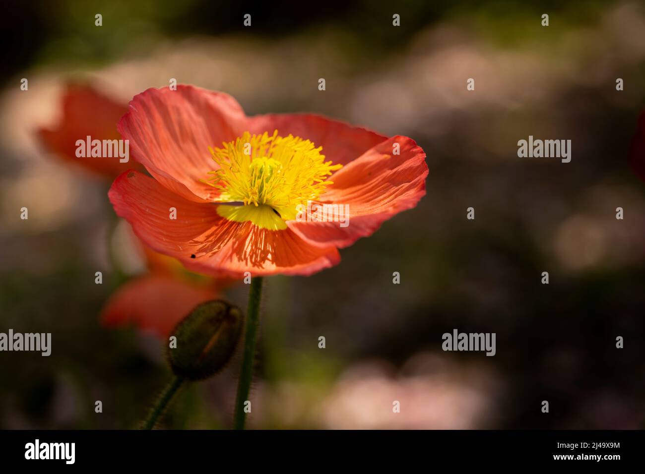 Rote Mohnblume mit gelbem Stempel in der Mitte Stockfoto