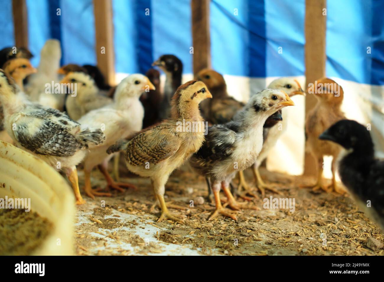 Kleine Hühner fressen auf einem Bauernhof Getreide. Die Hühnerzucht ist ein Bauernbetrieb. Stockfoto