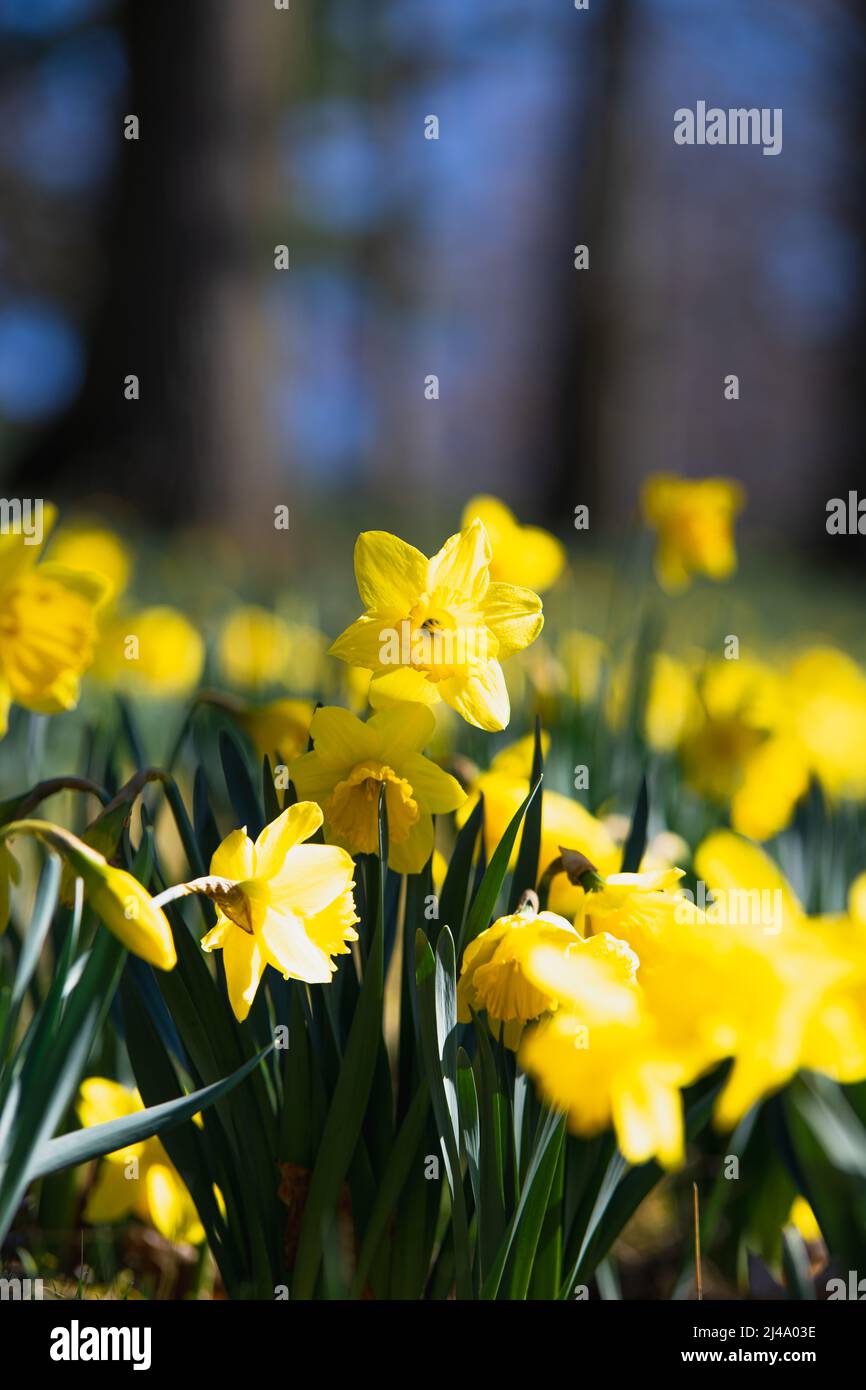 Daffodil Hill auf dem Lakeview Cemetery Stockfoto