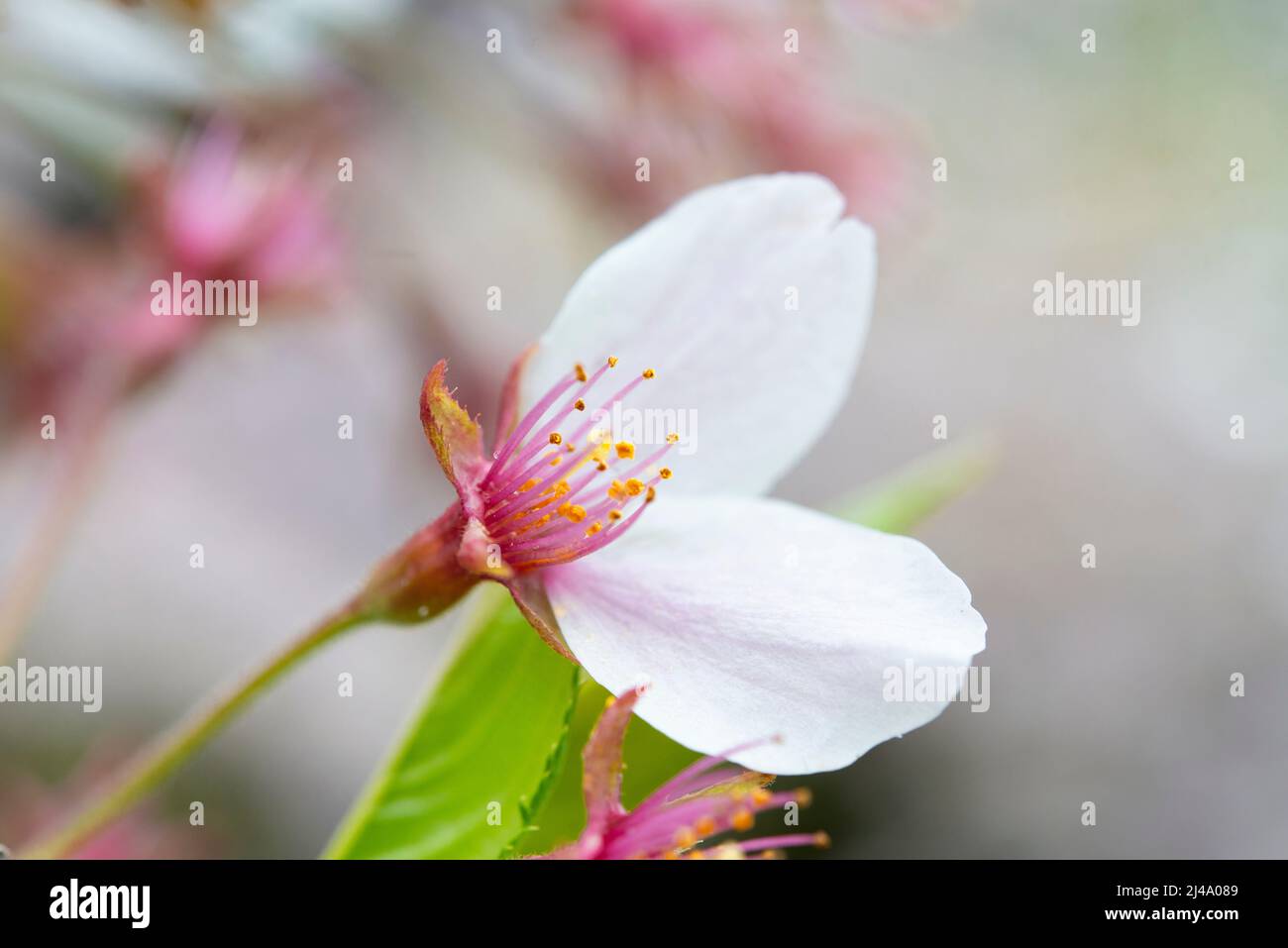 Ein Blütenblatt aus der Nähe der Kirschblüte (Sakura) Stockfoto