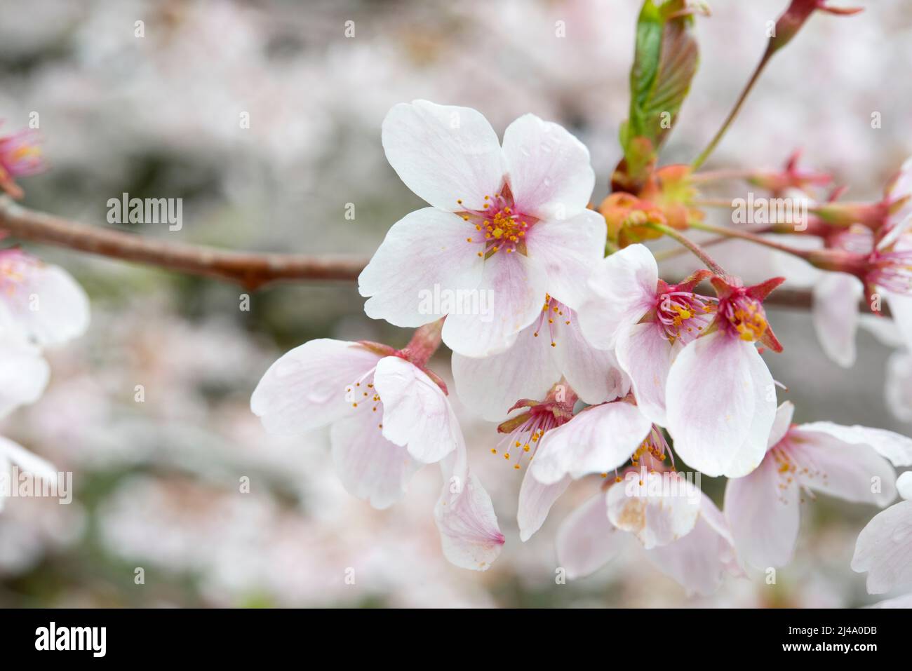 Ein Blütenblatt aus der Nähe der Kirschblüte (Sakura) Stockfoto