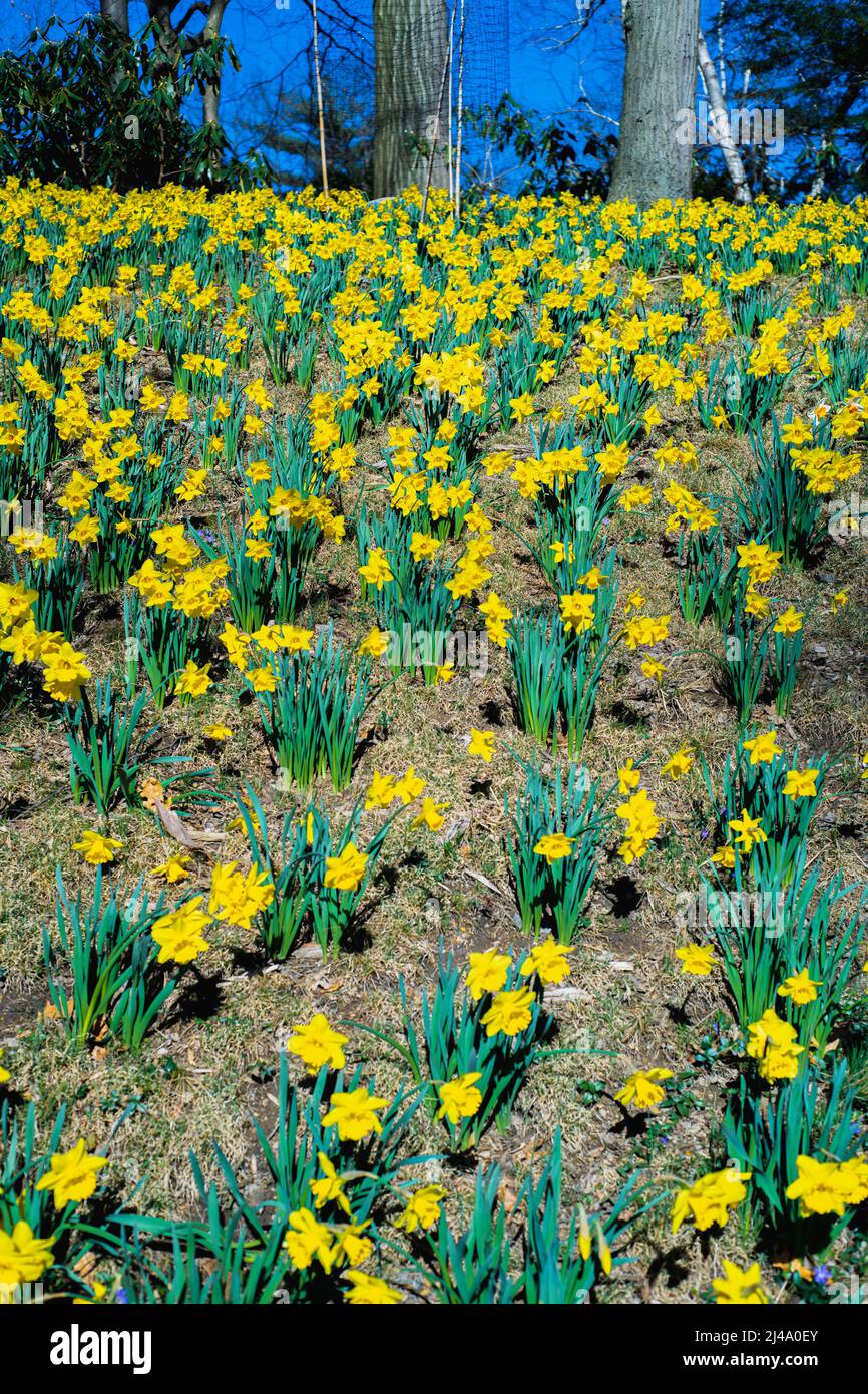 Daffodil Hill auf dem Lakeview Cemetery Stockfoto