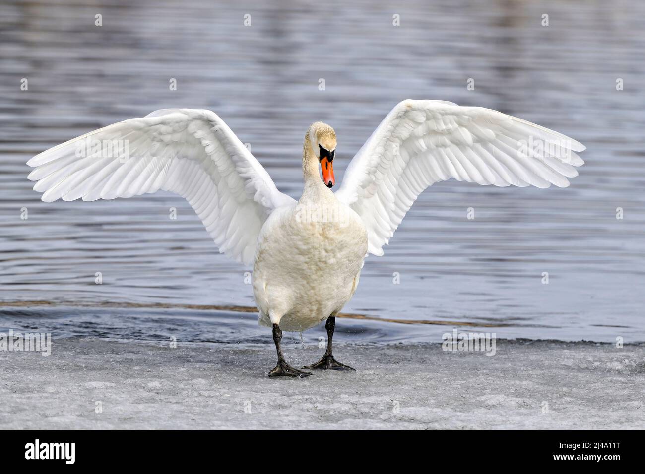 Stummer Schwan, der aus kaltem Wasser herauskommt Stockfoto