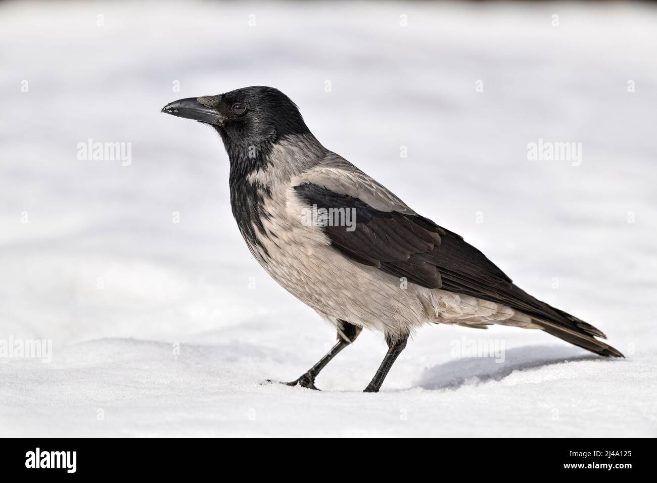 Krähe mit Kapuze auf Schnee im Frühling Stockfoto