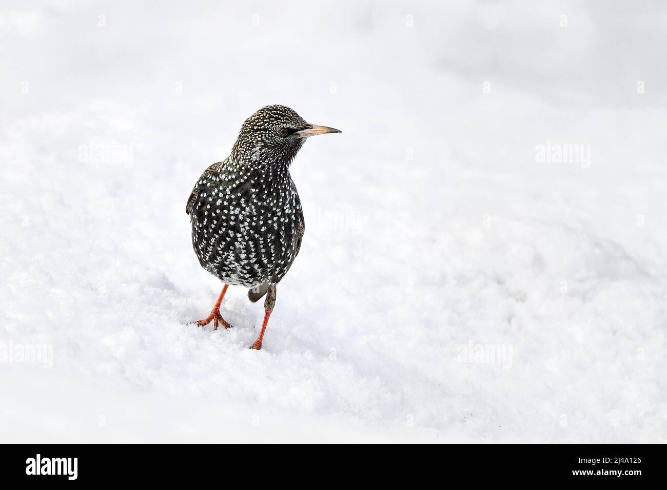 Starling auf dem Schnee Stockfoto