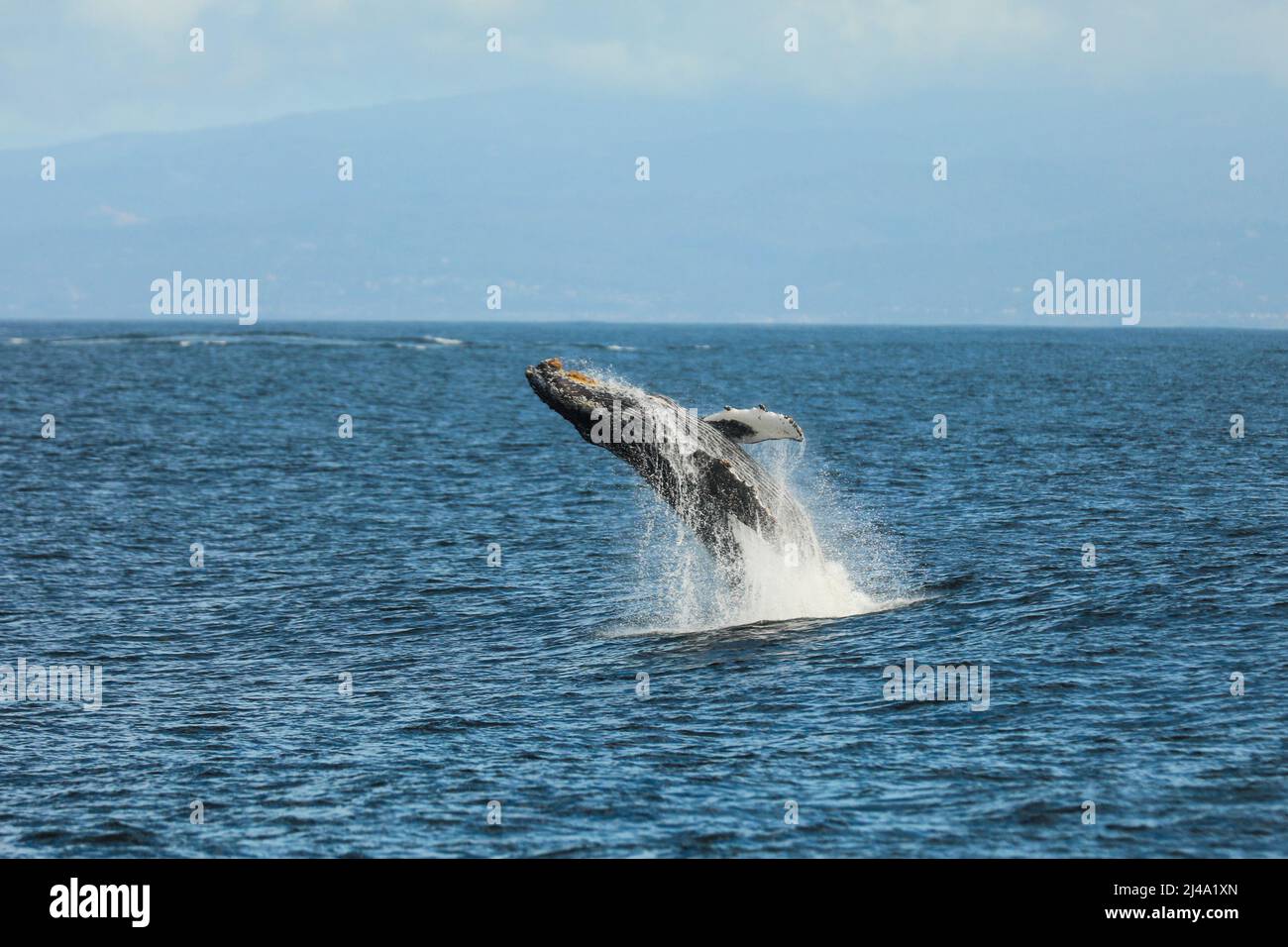 Buckelwale, die das Wasser durchbrechen, Monterey Bay, CA, Pazifischer Ozean - Earth Day. Stockfoto