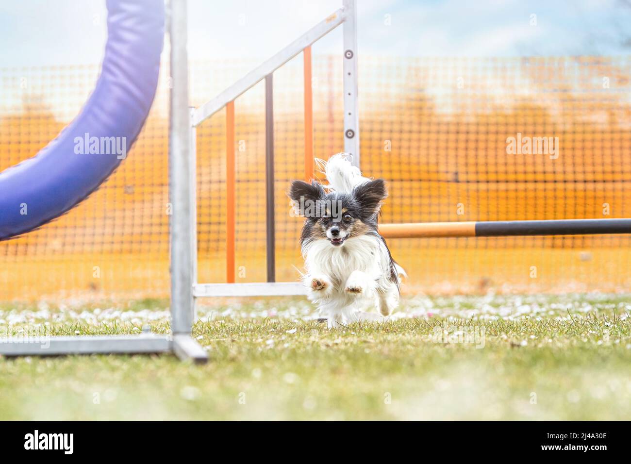 Kleine Hunde und Beweglichkeit Training: Ein entzückender papillon Hund, der Hindernisse meistert Stockfoto