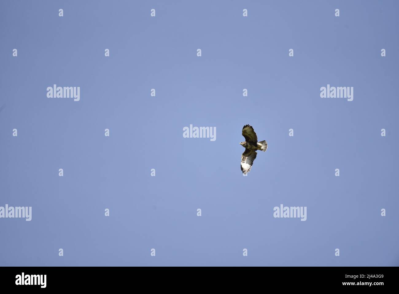 Sonnenbeschienener gemeiner Buzard (Buteo buteo) fliegt von rechts nach links vom Bild, mit Copy Space nach links, gegen einen blauen Himmel, mit gespreizten Flügeln und eingesteckten Beinen Stockfoto