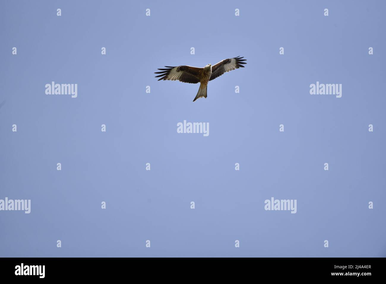 Red Kite (Milvus milvus), der gegen einen blauen Himmel, oben in der Mitte des Bildes, mit darunter liegenem Kopierraum, aufsteigt, aufgenommen in Mid-Wales, Großbritannien Stockfoto