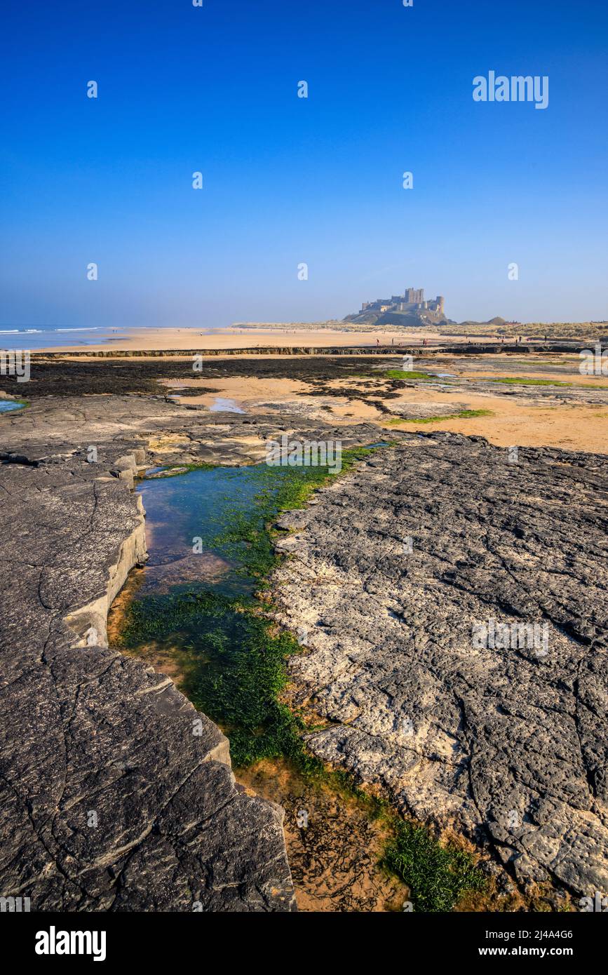 Rock Pools am Bamburgh Beach mit Bamburgh Castle im Hintergrund, Northumberland, England Stockfoto