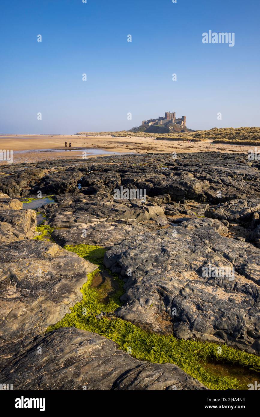 Rock Pools am Bamburgh Beach mit Bamburgh Castle im Hintergrund, Northumberland, England Stockfoto