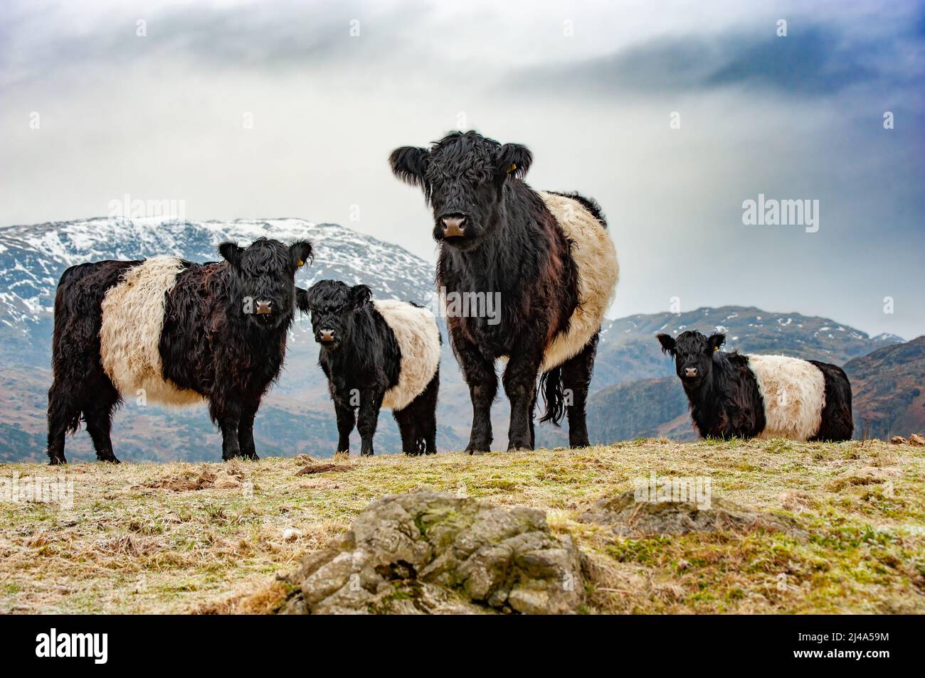 Belted Galloway Cattle im Lake District, Cumbria, Großbritannien Stockfoto