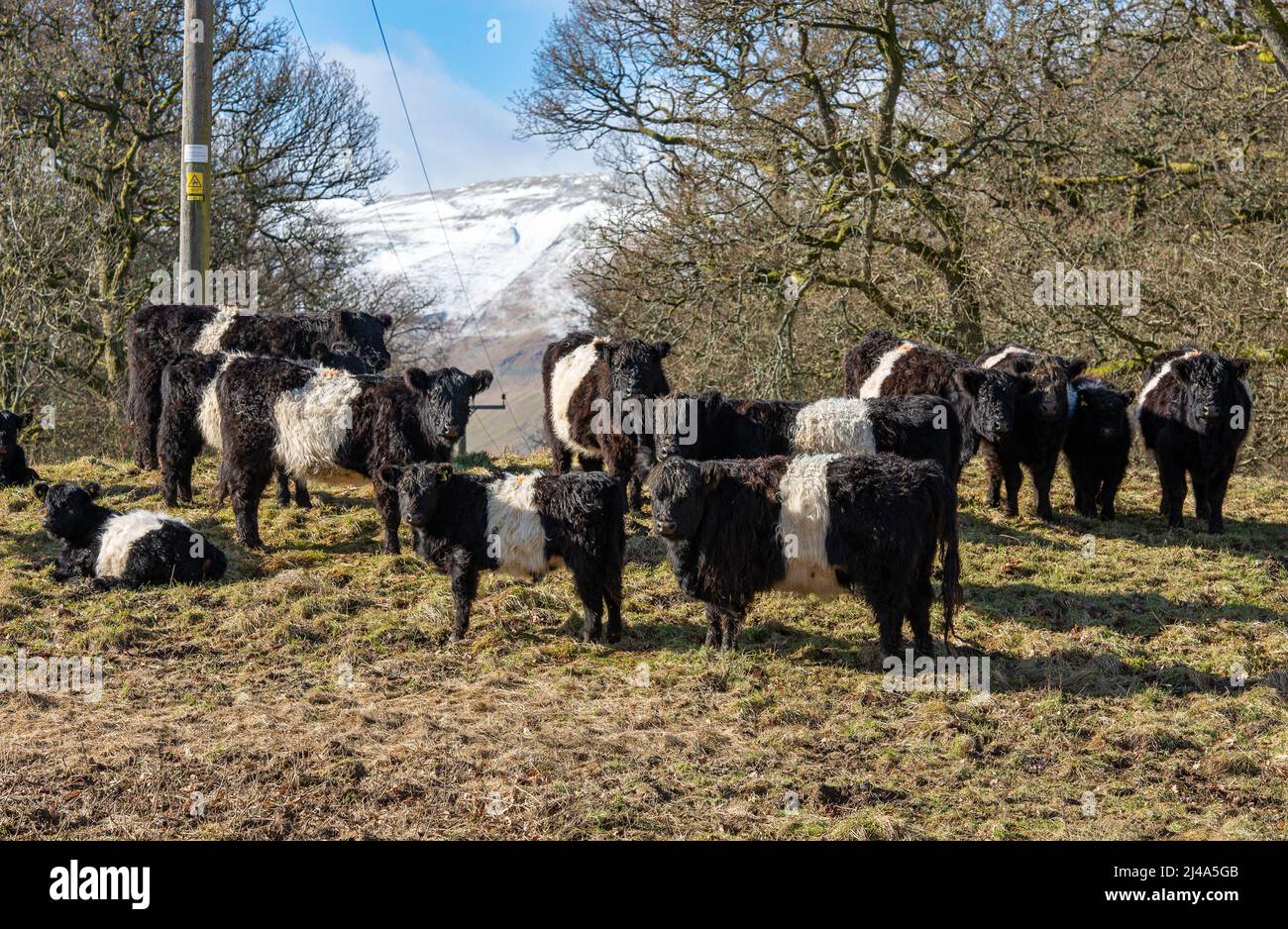 Belted Galloway Cattle, Haweswater, Bampton, Cumbria, Großbritannien. Stockfoto