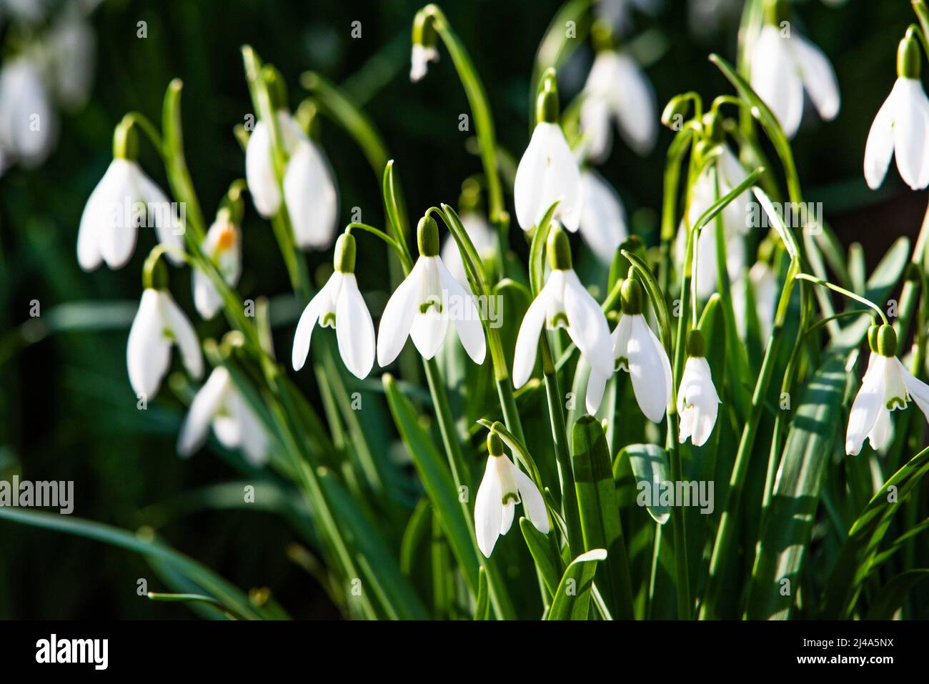Schneeglöckchen im Garten, Chipping, Preston, Lancashire, England, Vereinigtes Königreich. Stockfoto