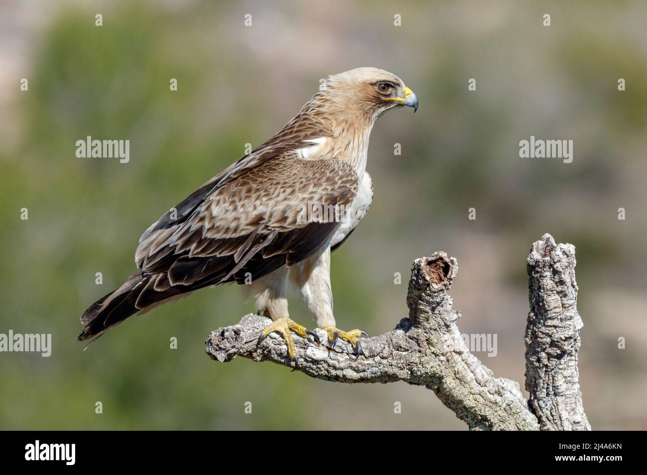 Zwergadler, Hieraaetus pennatus, thront Stockfoto
