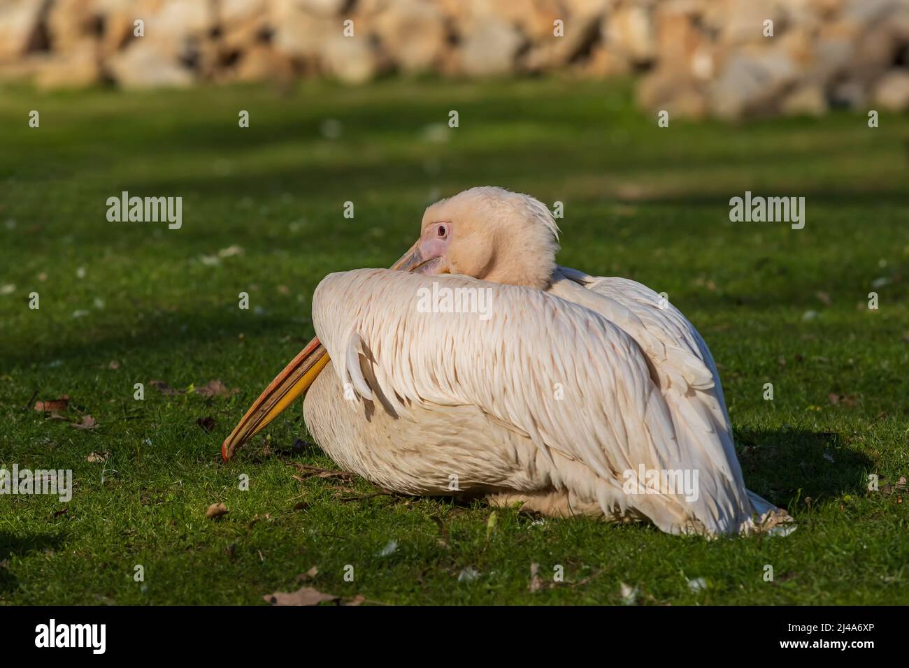 Großer Wasservogel Pelican - Pelecanus. Foto mit schönem Bokeh. Stockfoto