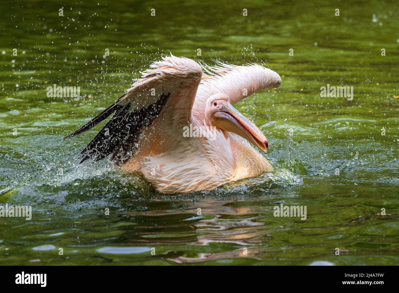 Pelecanus onocrotalus - Ein weißer Pelikan schwimmt auf dem Wasser, hat ausgestreckte Flügel und sprüht Wassertropfen um ihn herum Stockfoto