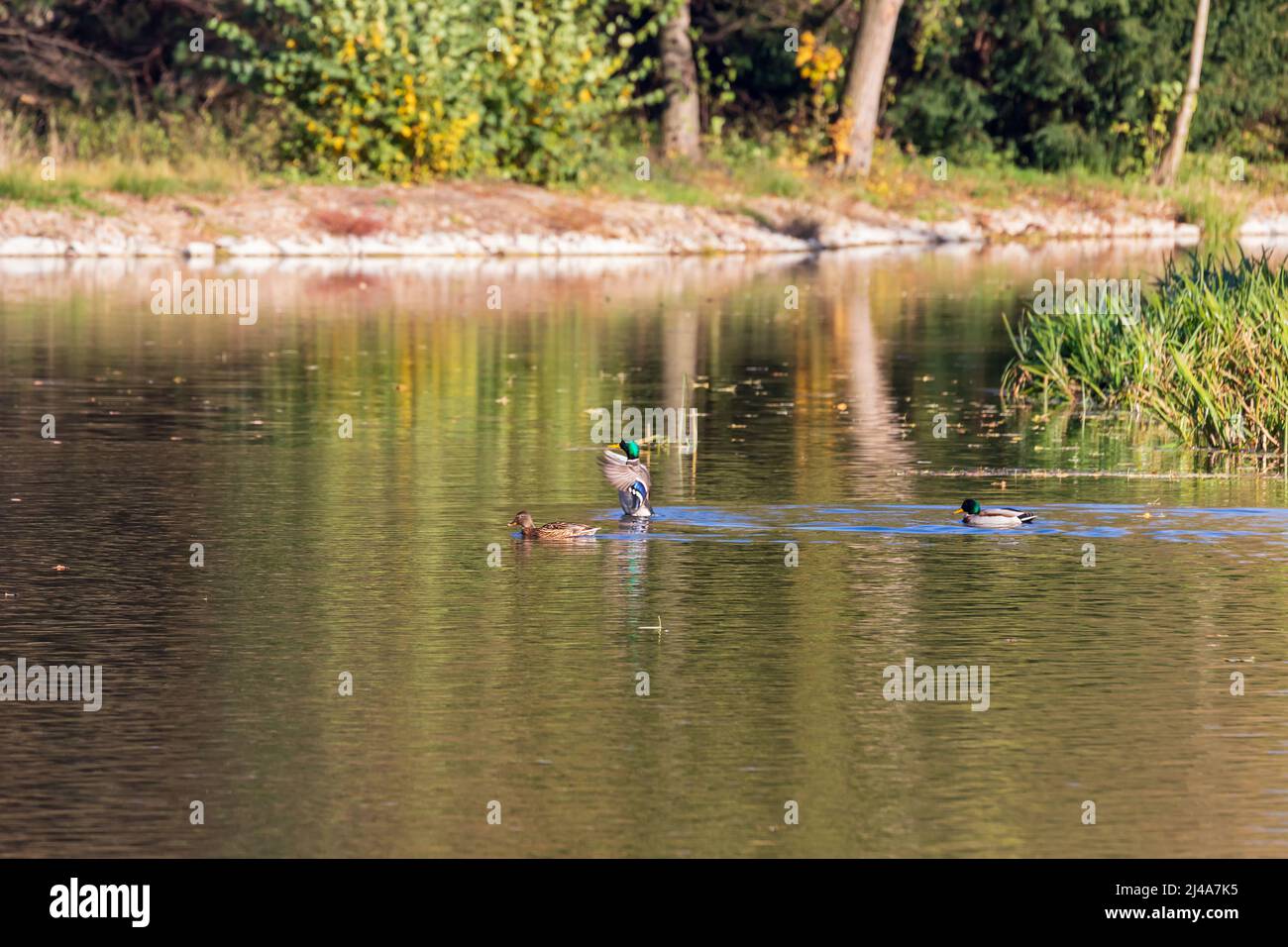 Männliche und weibliche Enten schwimmen im Wasser auf einem Teich in der untergehenden Sonne. Stockfoto