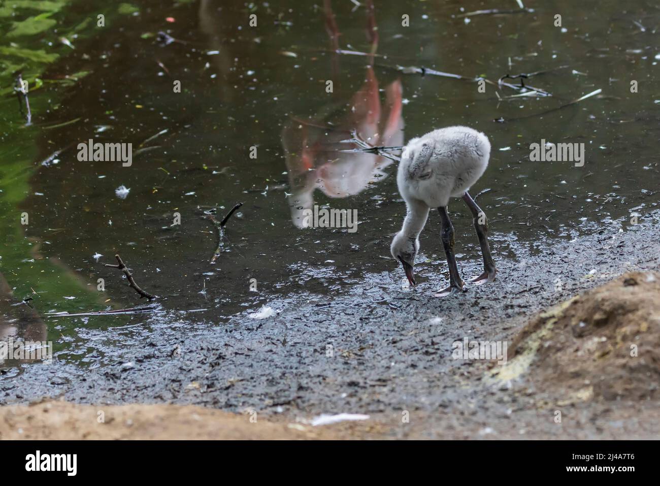 Pink Flamingo - Phoenicopterus roseus graues Junge steht im Schlamm am Rand des Teiches. Stockfoto