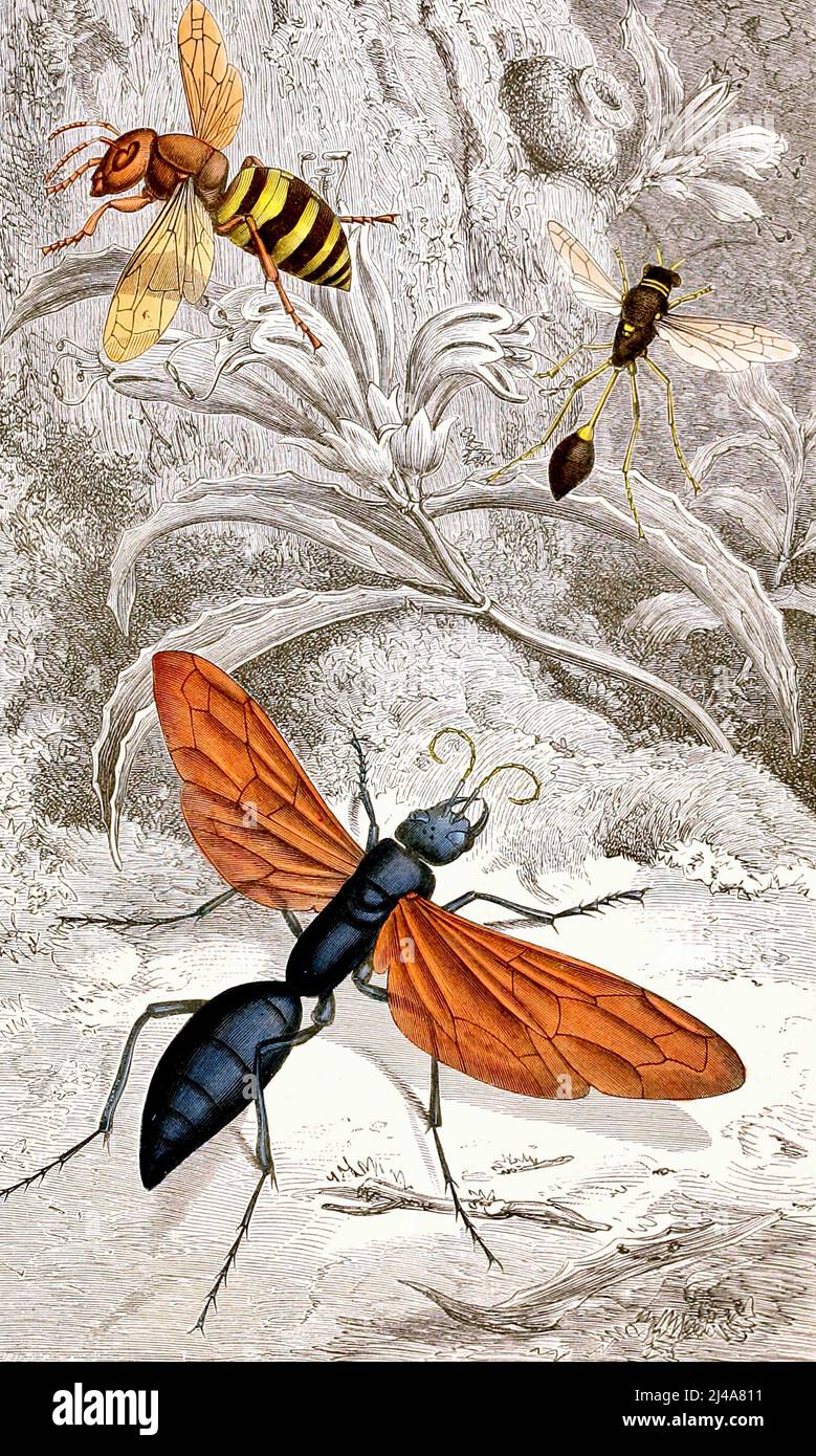 Jules Rothschild - Hymenopteres Pl. XII (1876-1878) Stockfoto