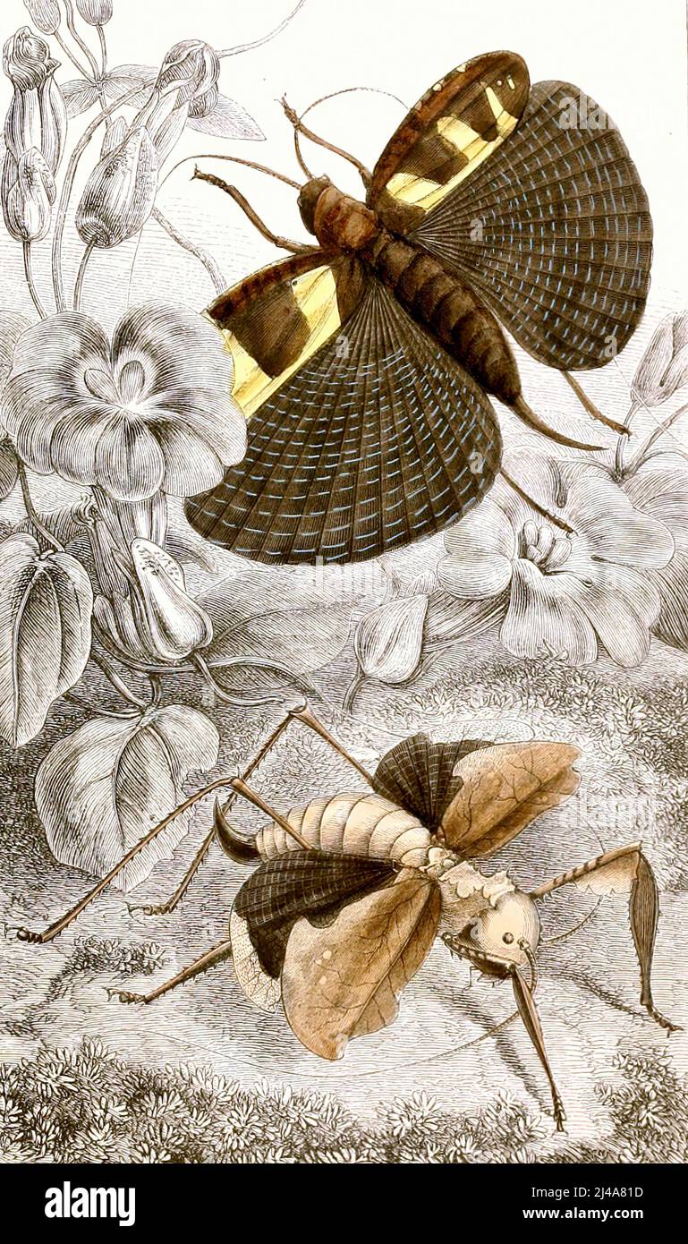 Jules Rothschild - Orthoptères Pl. III (1876-1878) Stockfoto