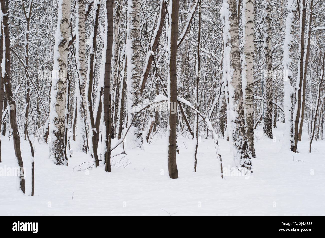 Winterlandschaft mit einem Park nach dem Schneesturm Stockfoto