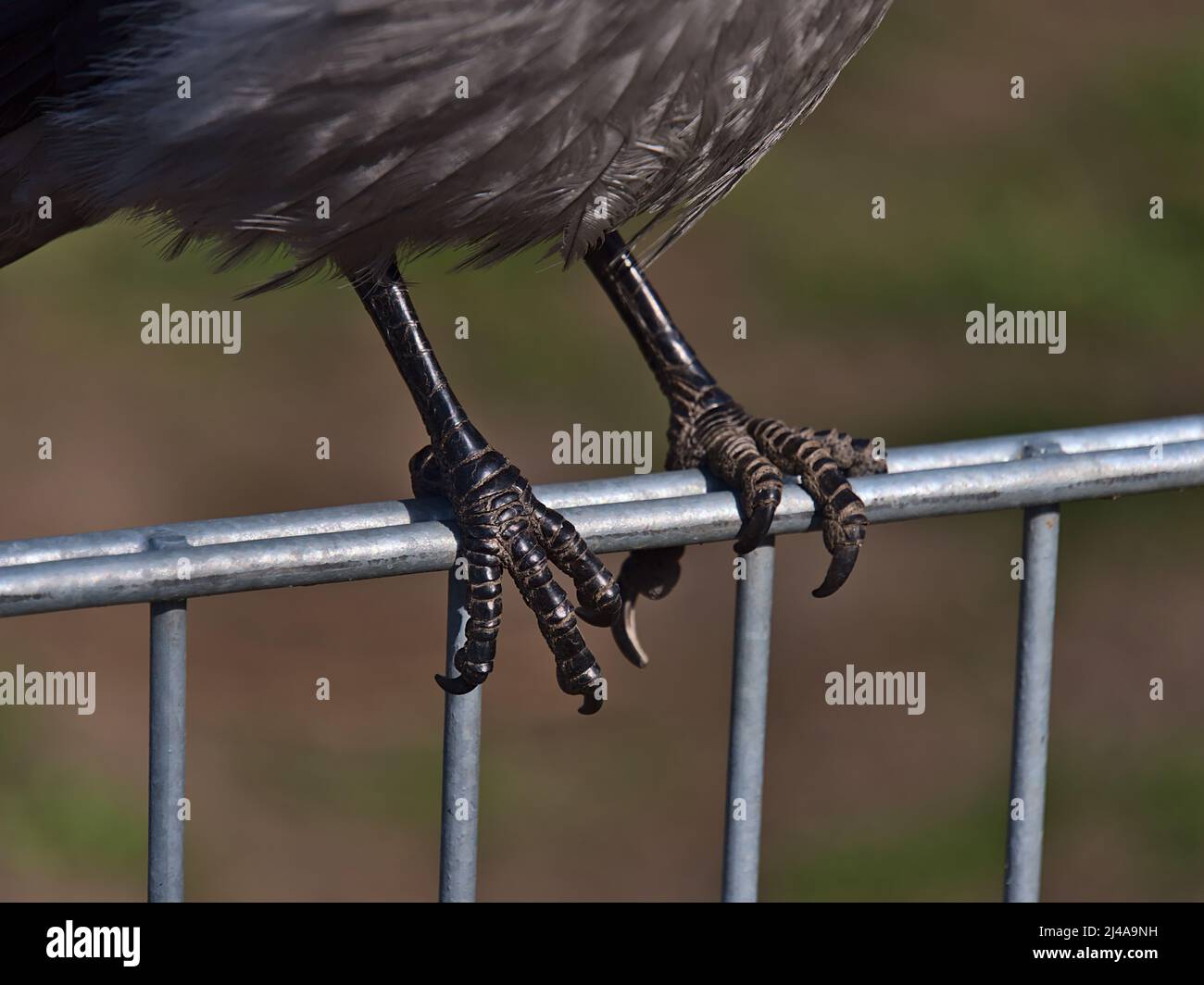 Nahaufnahme der scharfen Krallen eines Aas-Krähenvogels (Corvus corone), der auf einem Metallzaun in einem Park in der Innenstadt von Wien, Österreich, steht. Stockfoto