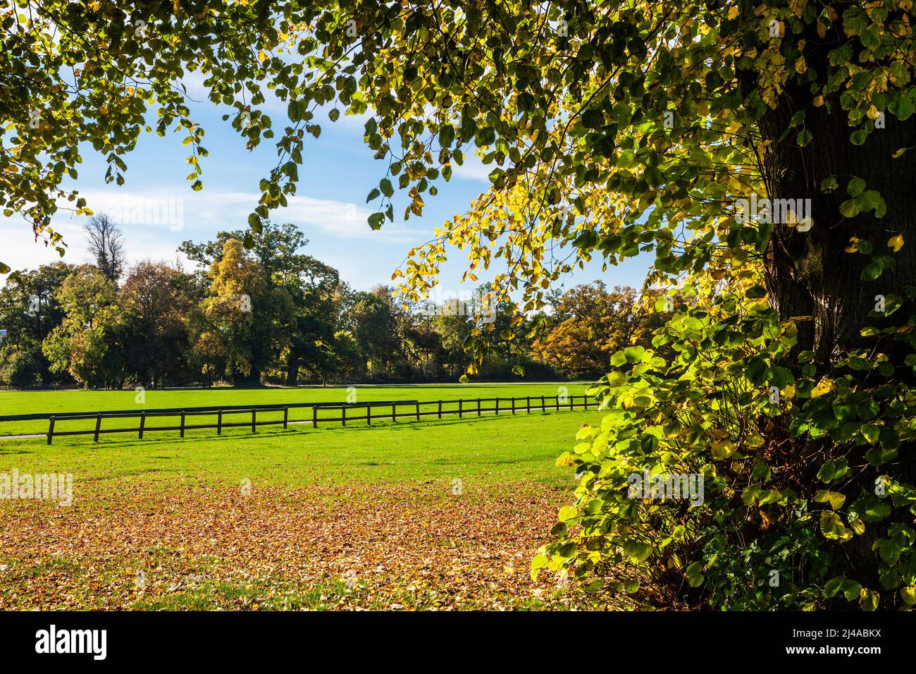 Wunderschöne Herbstfarben im Cirencester Park auf dem Bathhurst Estate in Gloucestershire. Stockfoto