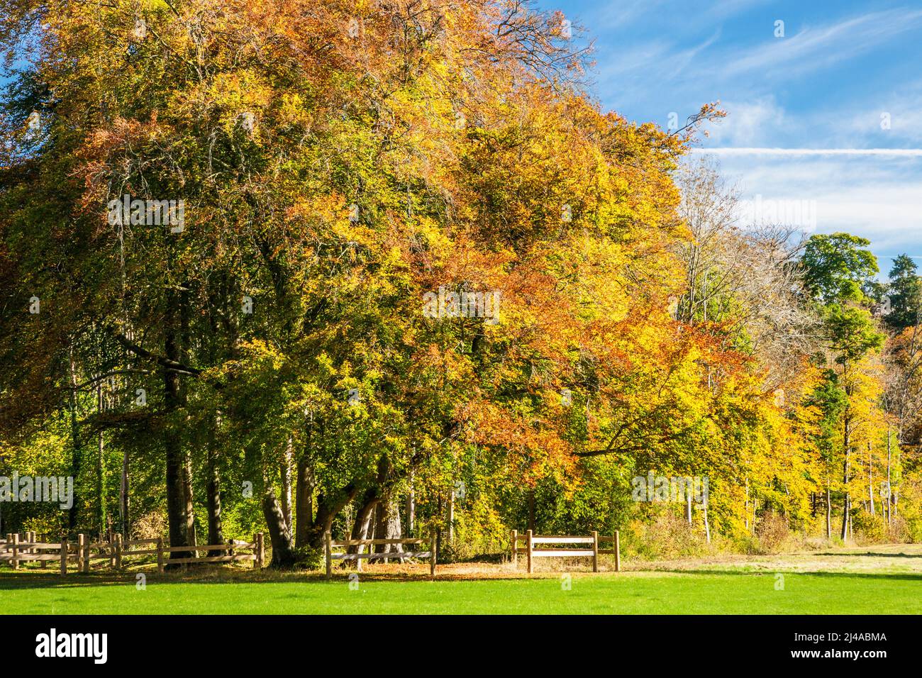 Wunderschöne Herbstfarben im Cirencester Park auf dem Bathhurst Estate in Gloucestershire. Stockfoto