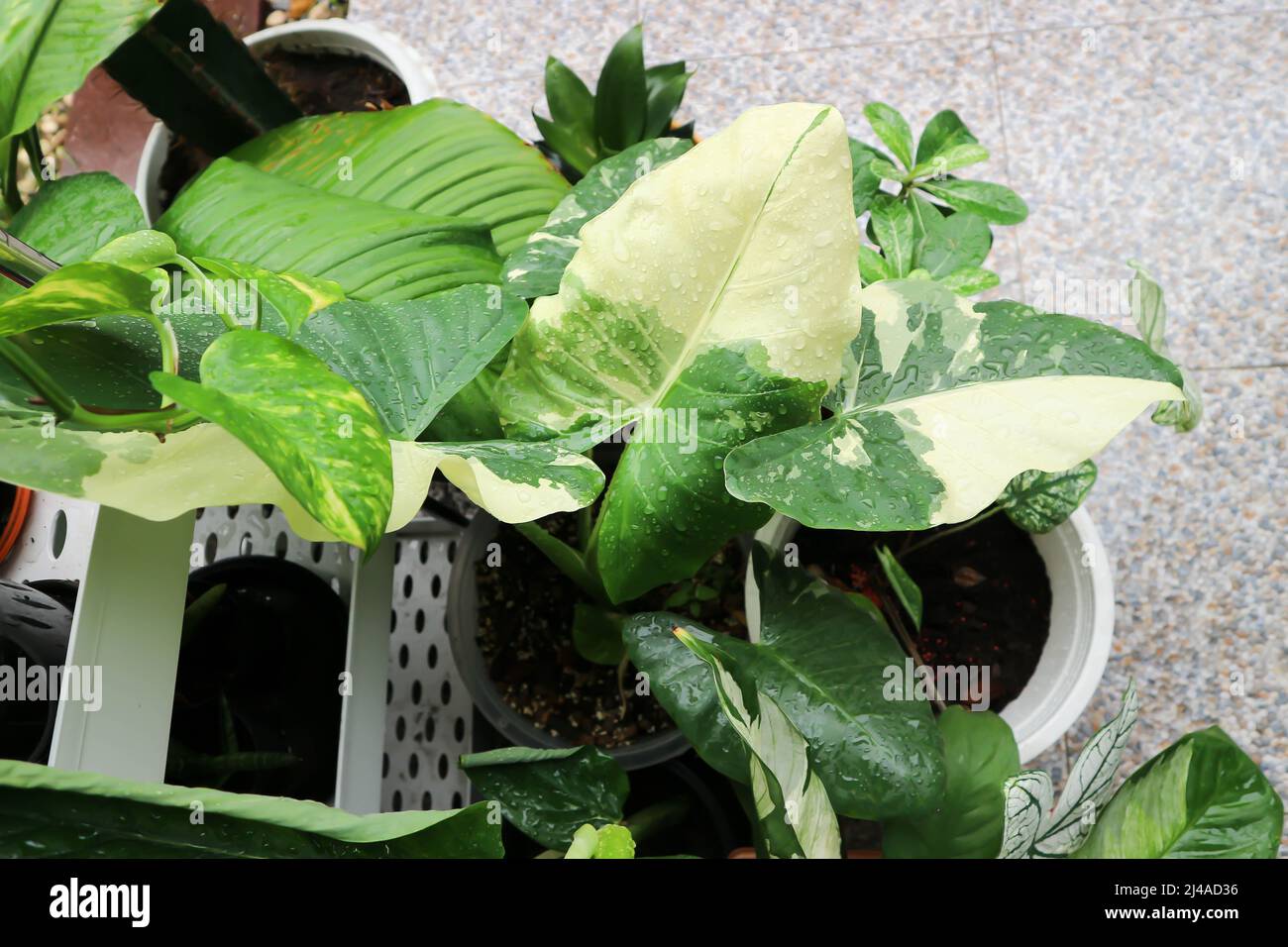 Alocasia, Alocasia macrorrhizos oder Alocasia Pflanze oder zweifarbige Alocasia Pflanze Stockfoto