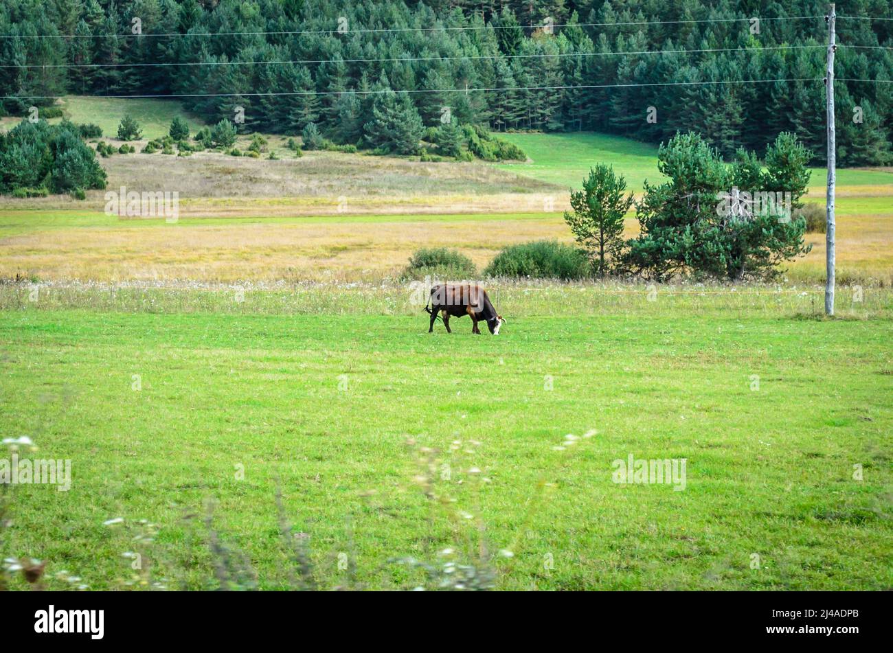 Isolierte Brown Bull grast auf Gras in einem grünen Feld in der Landschaft von Kroatien. Natürliche Umgebung mit freien Tieren. Bäume im Hintergrund Stockfoto