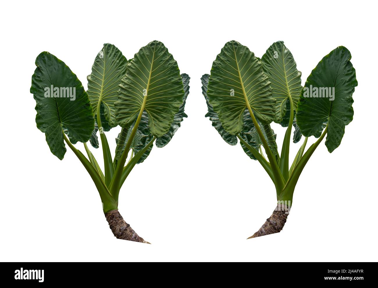Herzförmige grüne Blätter des Elefantenohrs oder des Riesentaros (Arocasia-Arten), tropische Regenwald-Laubgarten-Pflanze isoliert auf weißem Hintergrund mit Stockfoto