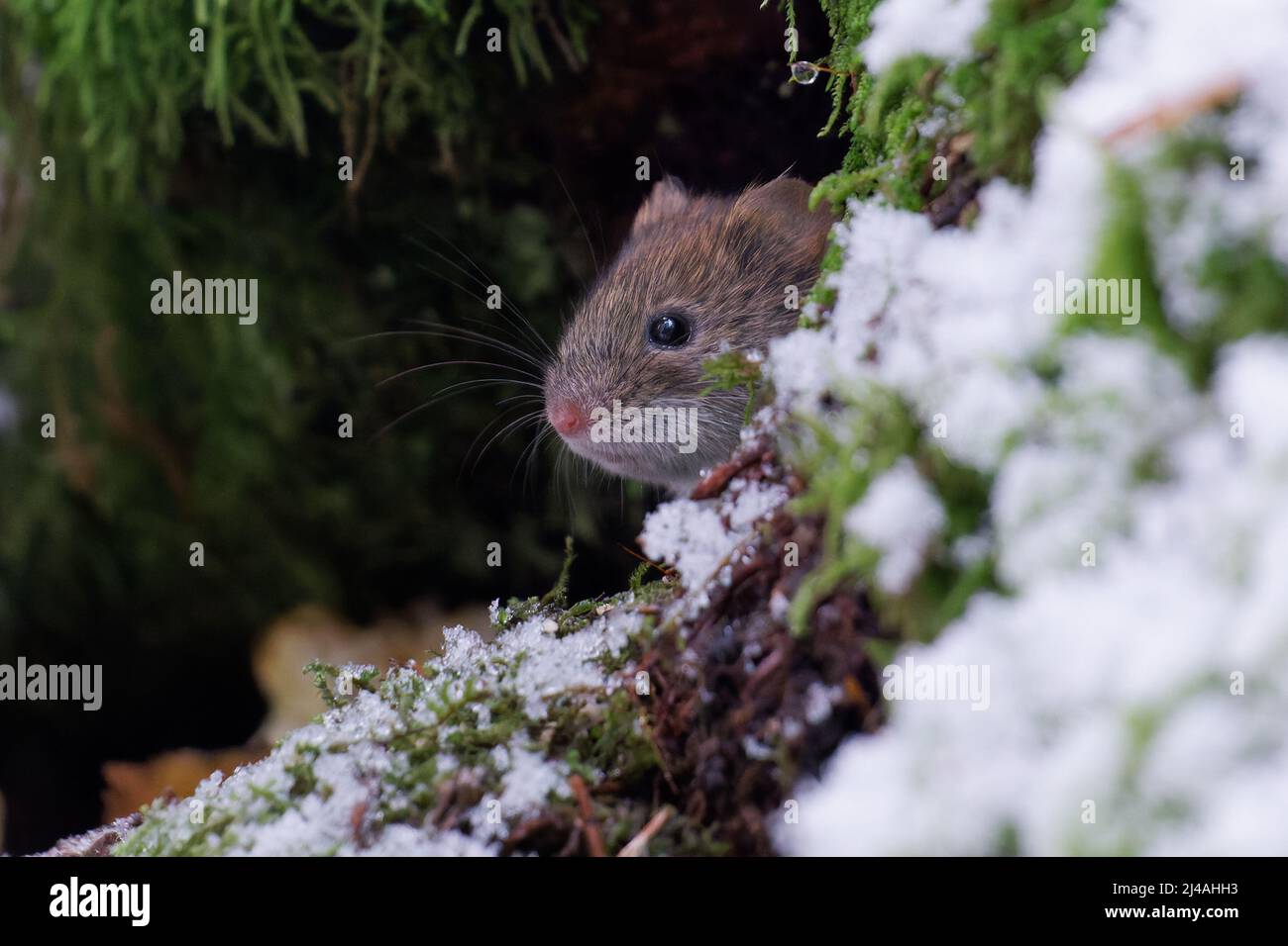 Neugierige Maus Stockfoto