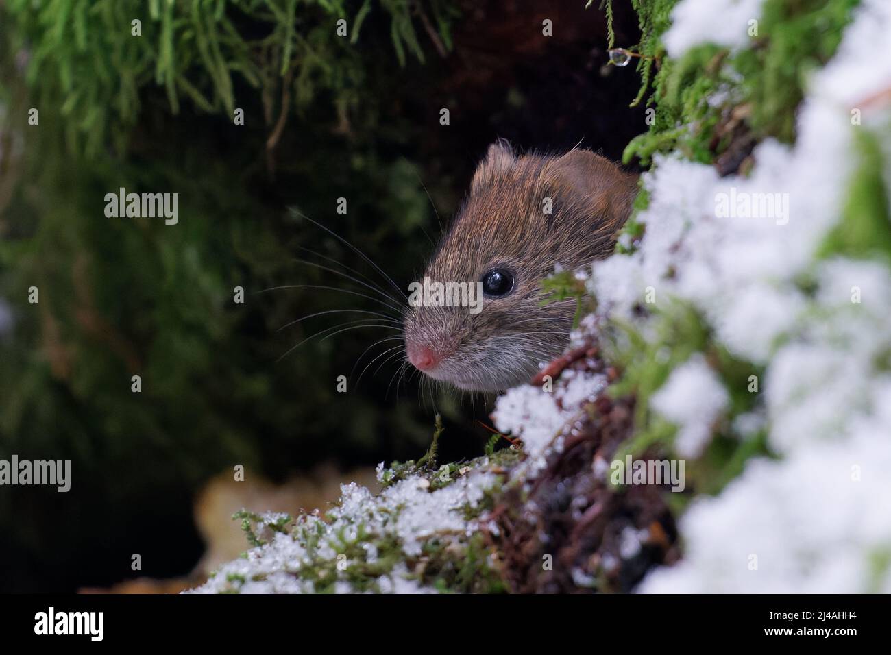 Neugierige Maus Stockfoto