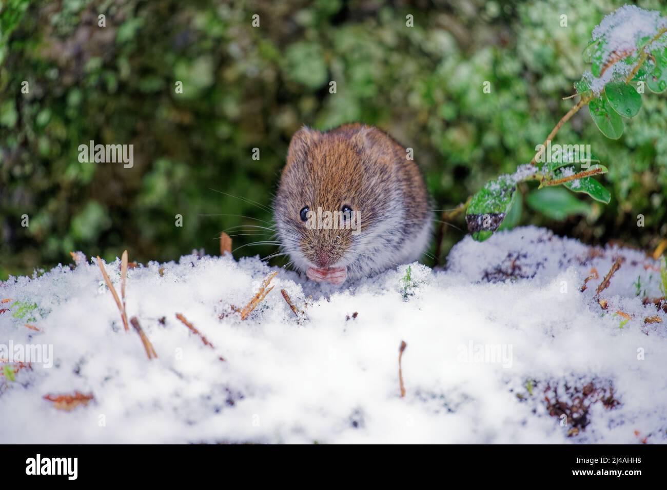 Die Maus frisst im Schnee Stockfoto