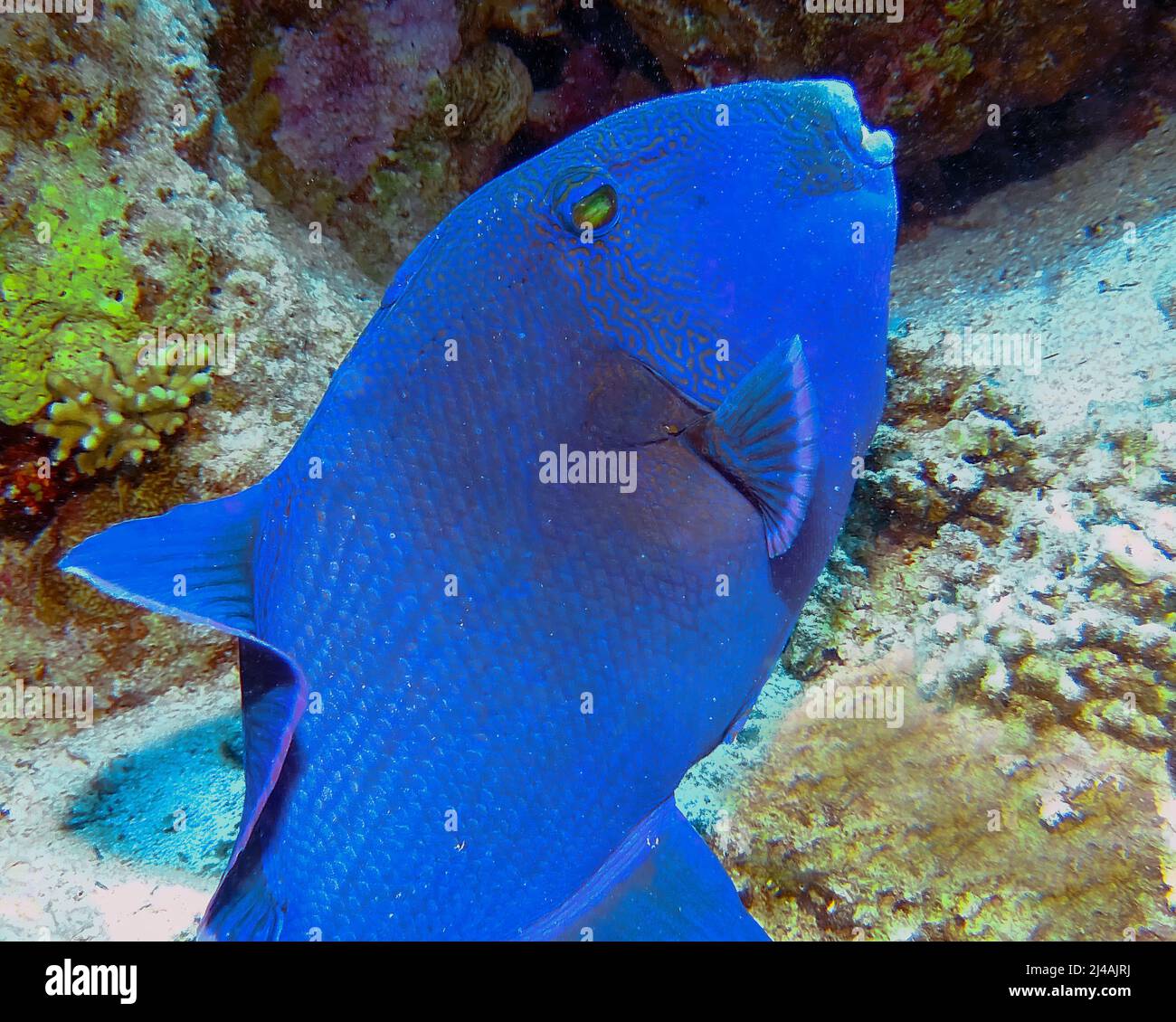 Ein Blauer Triggerfisch (Pseudobalistes fuscus) im Roten Meer, Ägypten Stockfoto