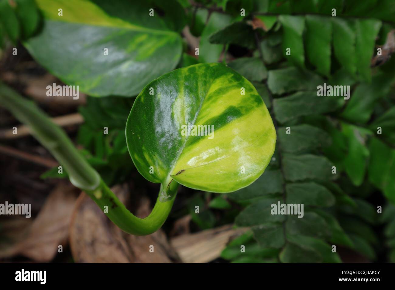 Nahaufnahme eines jungen Blattes auf einem nachhängenden Stamm der Teufelsrebe (Epipremnum aureum) Stockfoto