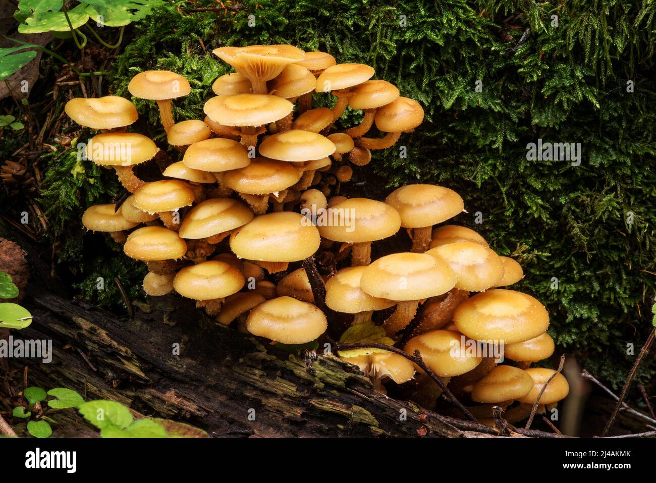 Wildtiere in Europa - essbare und ungenießbare Pilze, die im Wald wachsen. Stockfoto