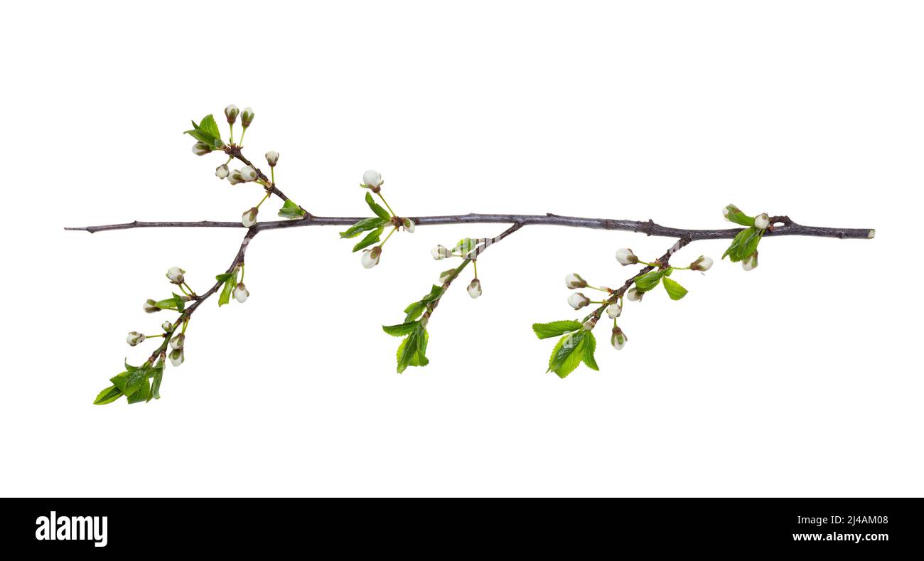 Kirschpflaumenzweig zur Zeit vor der Blüte ist auf einem weißen Hintergrund isoliert, Schnittpfad, keine Schatten. Zweig der Pflaume mit Knospen isoliert auf einem w Stockfoto