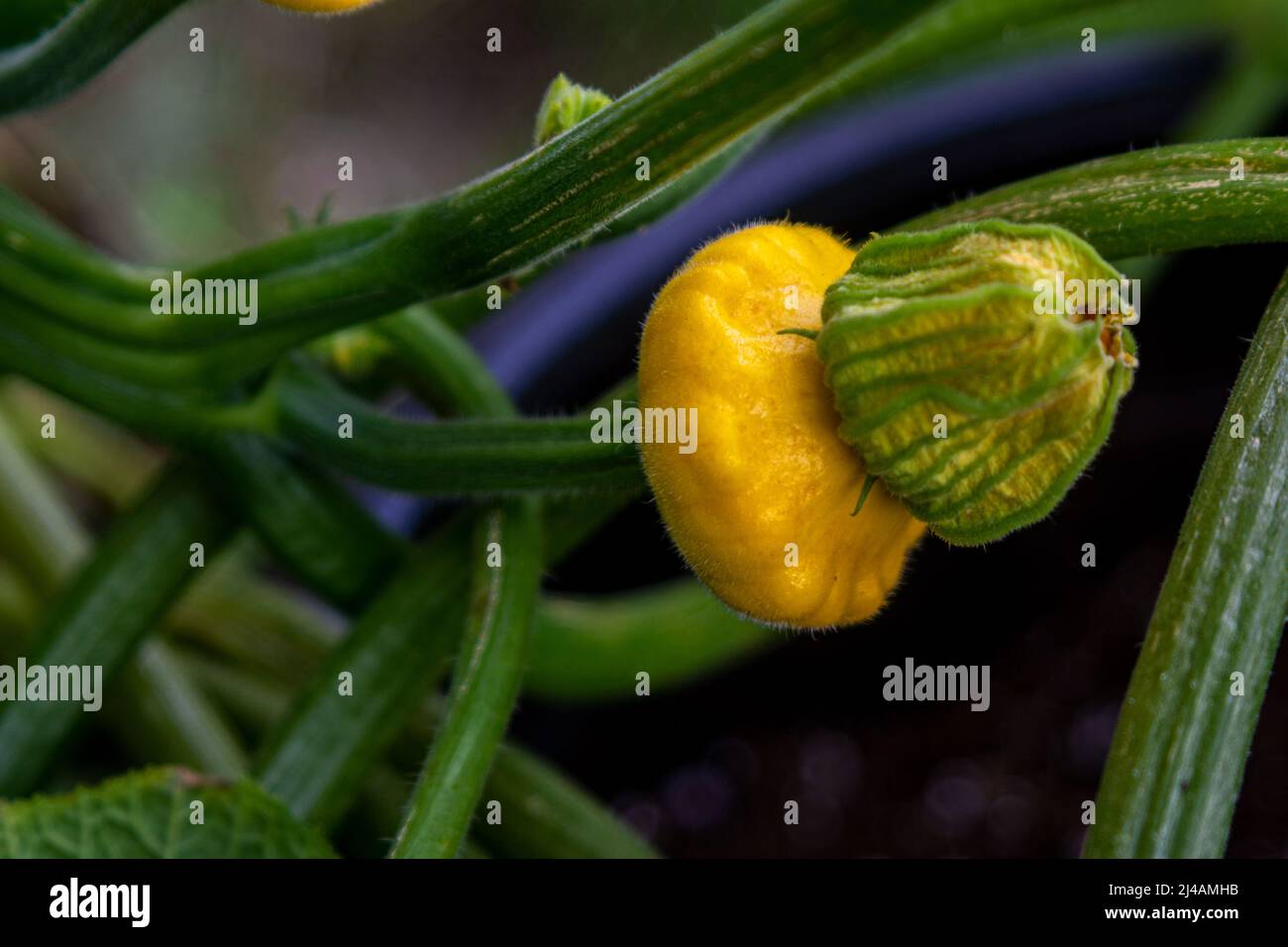 Ein reifer Pattypan Squash, der in einem Garten im Hinterhof wächst Stockfoto