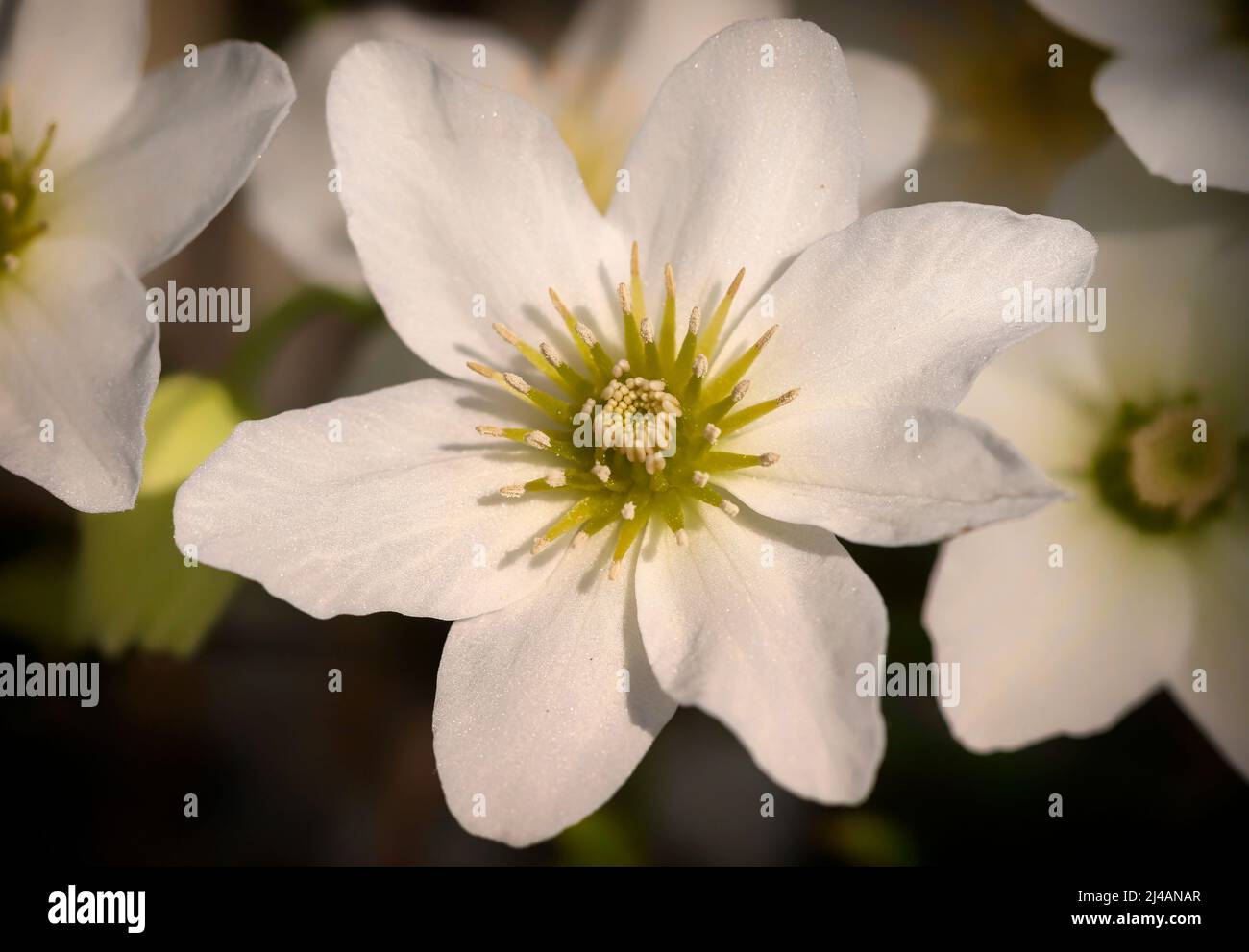 Clematis × cartmanii 'Joe', Makro-Nahaufnahme einer weißen Blume mit grünen Zentrumspistillen. Dublin, Irland Stockfoto