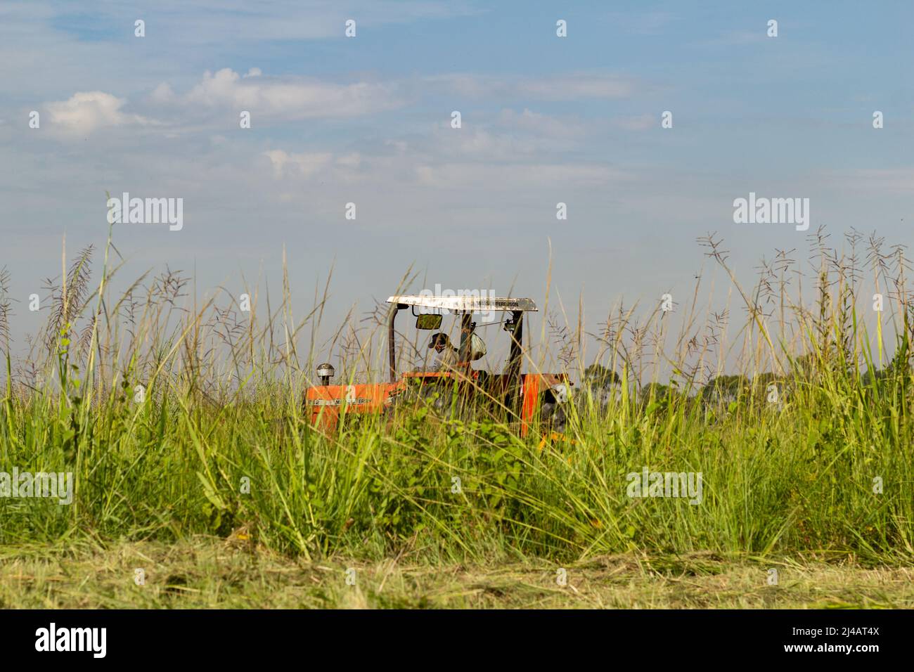 Goiânia, Goias, Brasilien – 12. April 2022: Ein Traktor, der mitten in viel Gras arbeitet, mit dem Himmel im Hintergrund. Stockfoto