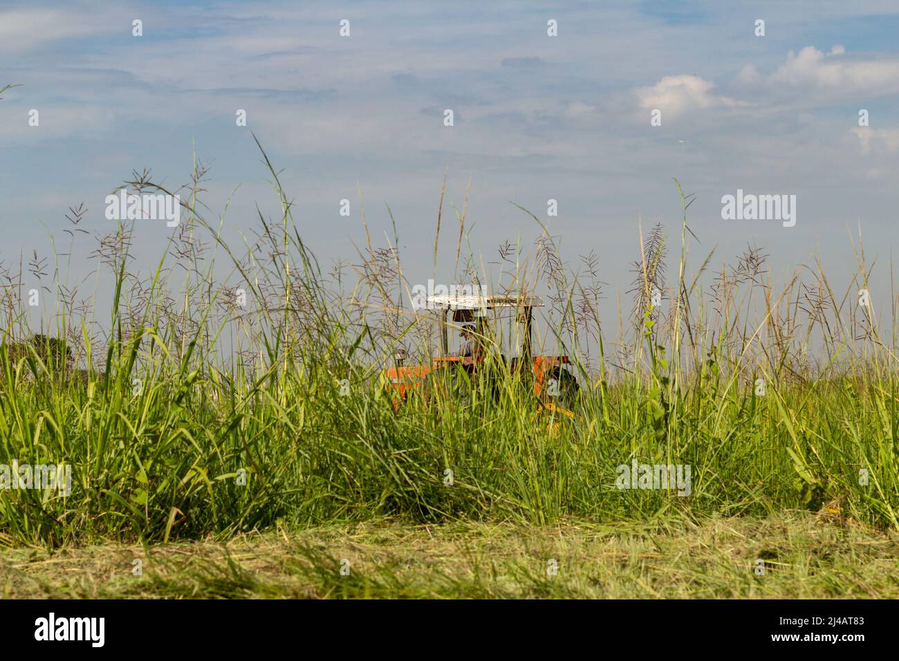 Goiânia, Goias, Brasilien – 12. April 2022: Ein Traktor, der mitten in viel Gras arbeitet, mit dem Himmel im Hintergrund. Stockfoto