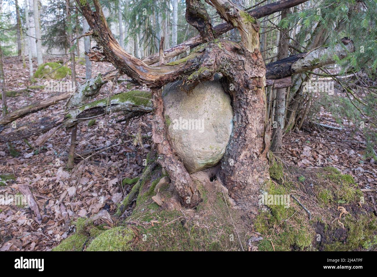 Die Wurzeln einer alten Eiche, die über und um die Felsen und Felsbrocken wächst. Stockfoto
