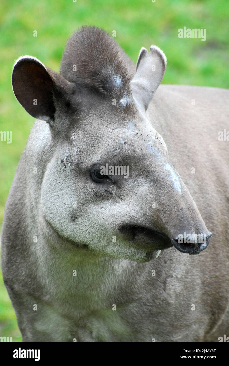 Südamerikanischer Tapir, brasilianischer Tapir, Flachlandtapir, Tapir du Brésil, Tapirus terrestris, dél-amerikai tapír Stockfoto