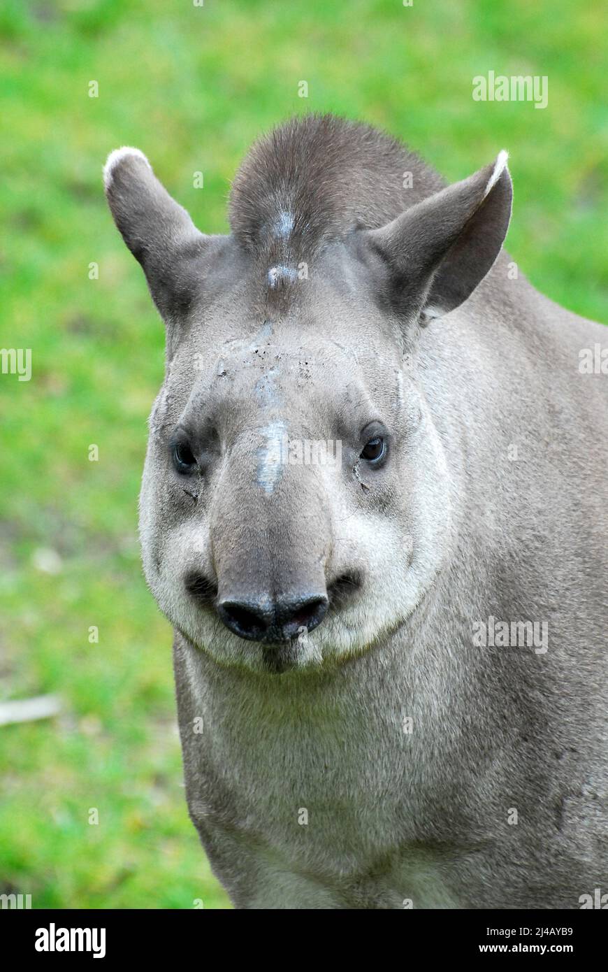 Südamerikanischer Tapir, brasilianischer Tapir, Flachlandtapir, Tapir du Brésil, Tapirus terrestris, dél-amerikai tapír Stockfoto