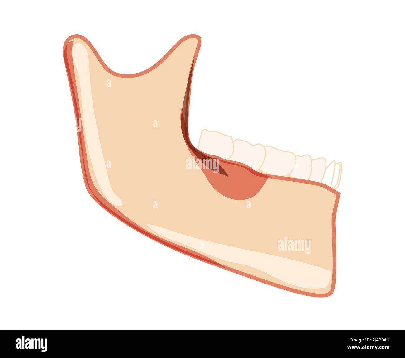 Unterkiefer des Skeletts menschliche Kopfseite mit Zähnen. Schädel Unterkiefermodell mit Zahnreihe. Chump realistische flache natürliche Farbe Konzept Vektor-Illustration der Anatomie isoliert auf weißem Hintergrund Stock Vektor