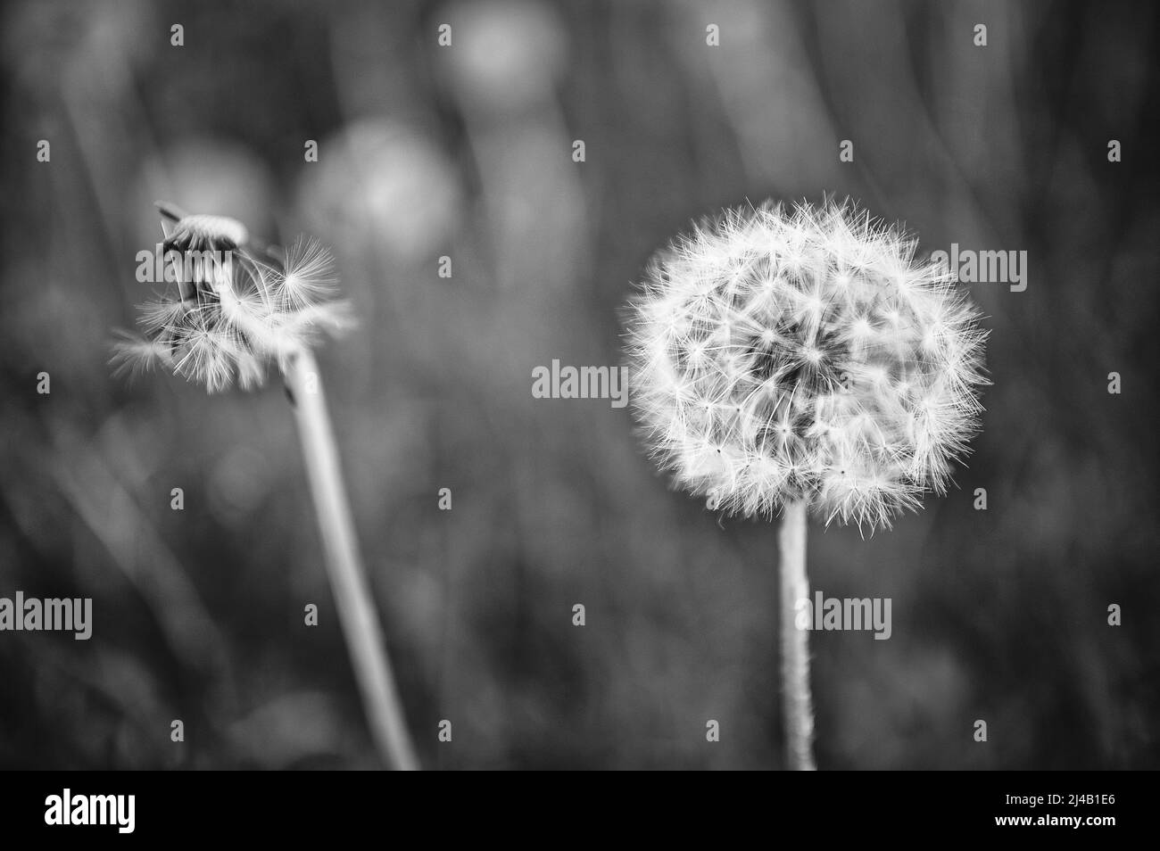 Taraxacum blüht auf dem Feld, Natur, reine Landschaft Stockfoto