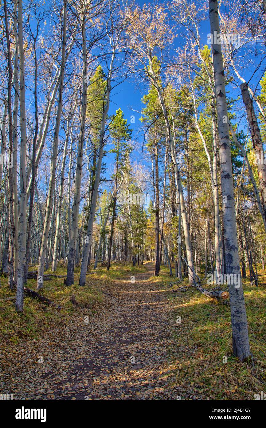 Wanderweg im Kananaskis Region der Kanadischen Rockies im Herbst mit den goldenen Aspen Bäume Stockfoto